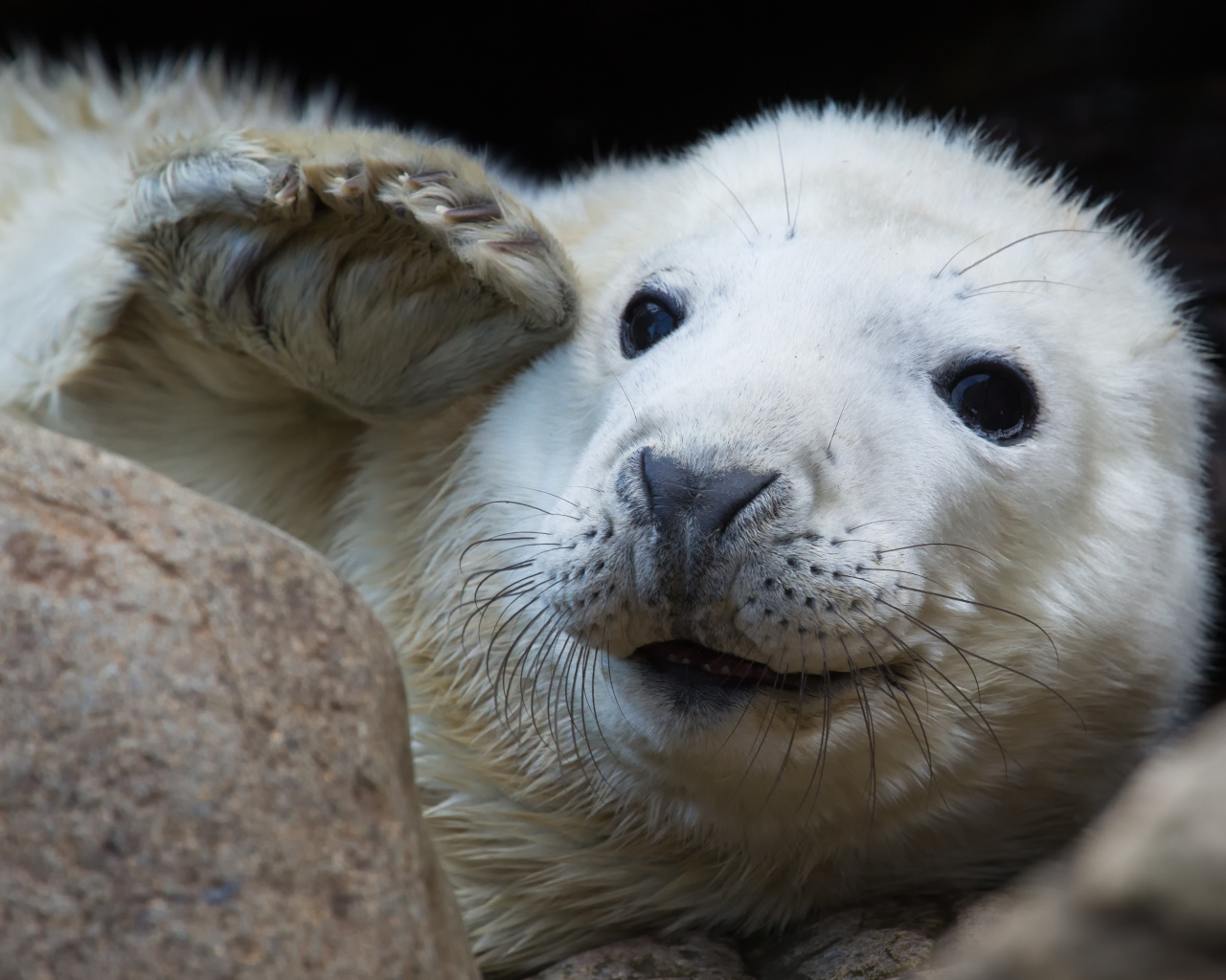 Забавная морда белой нерпы