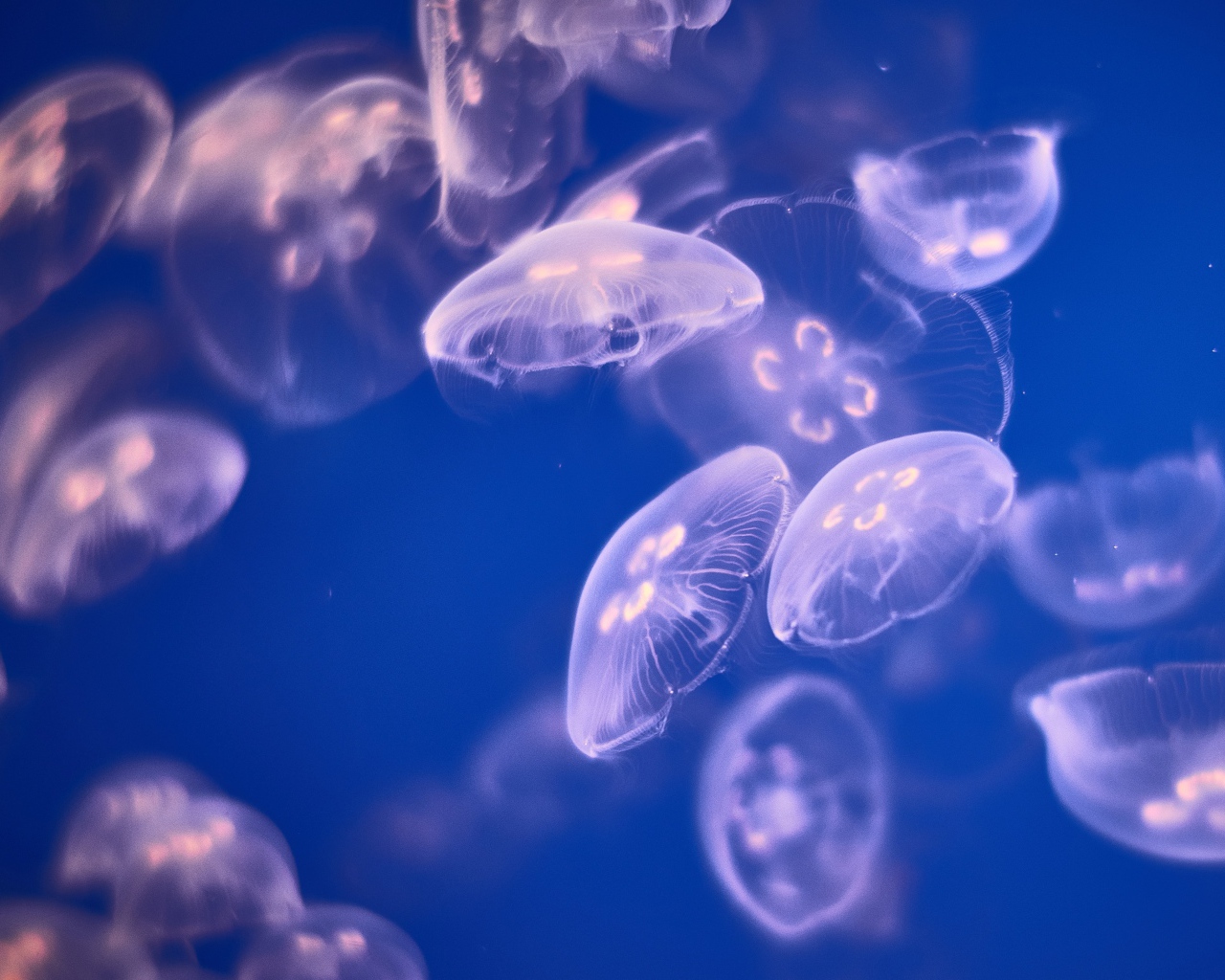 Медузы Аурелии  в воде 