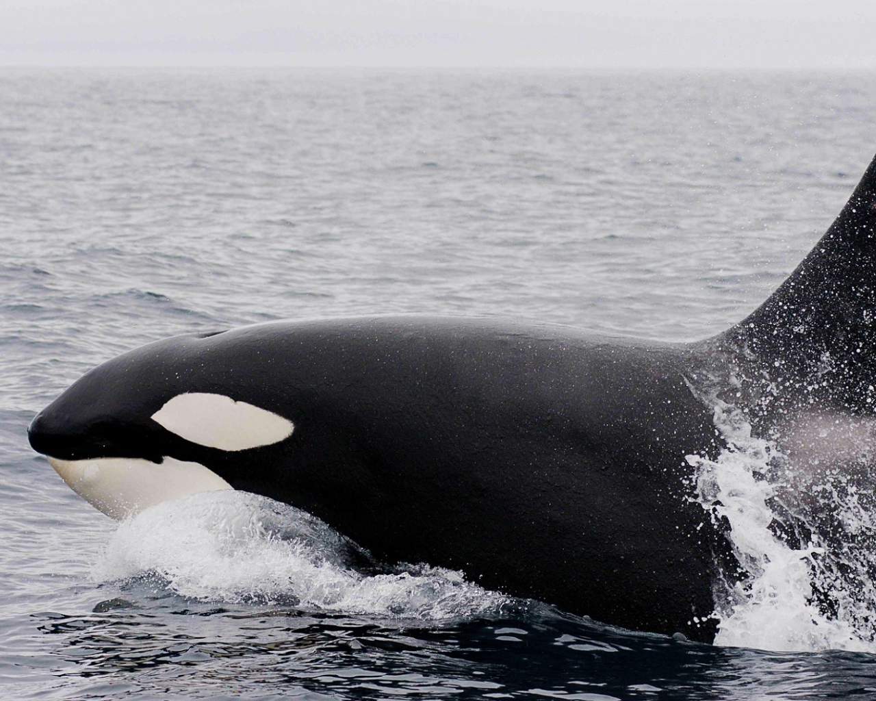 Большая касатка в воде 