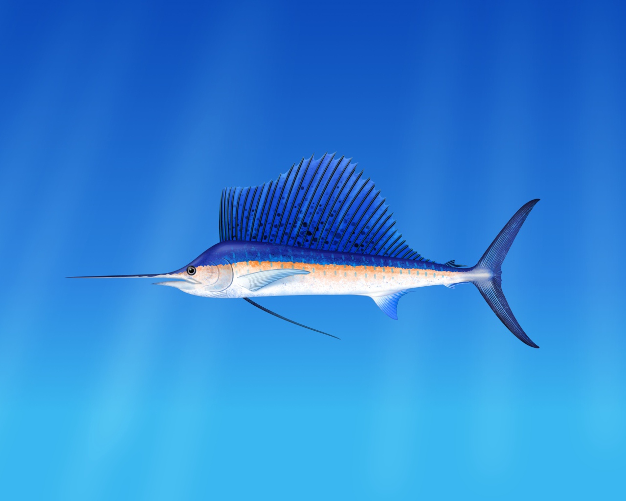 Морская  рыба марлин  на голубом фоне 