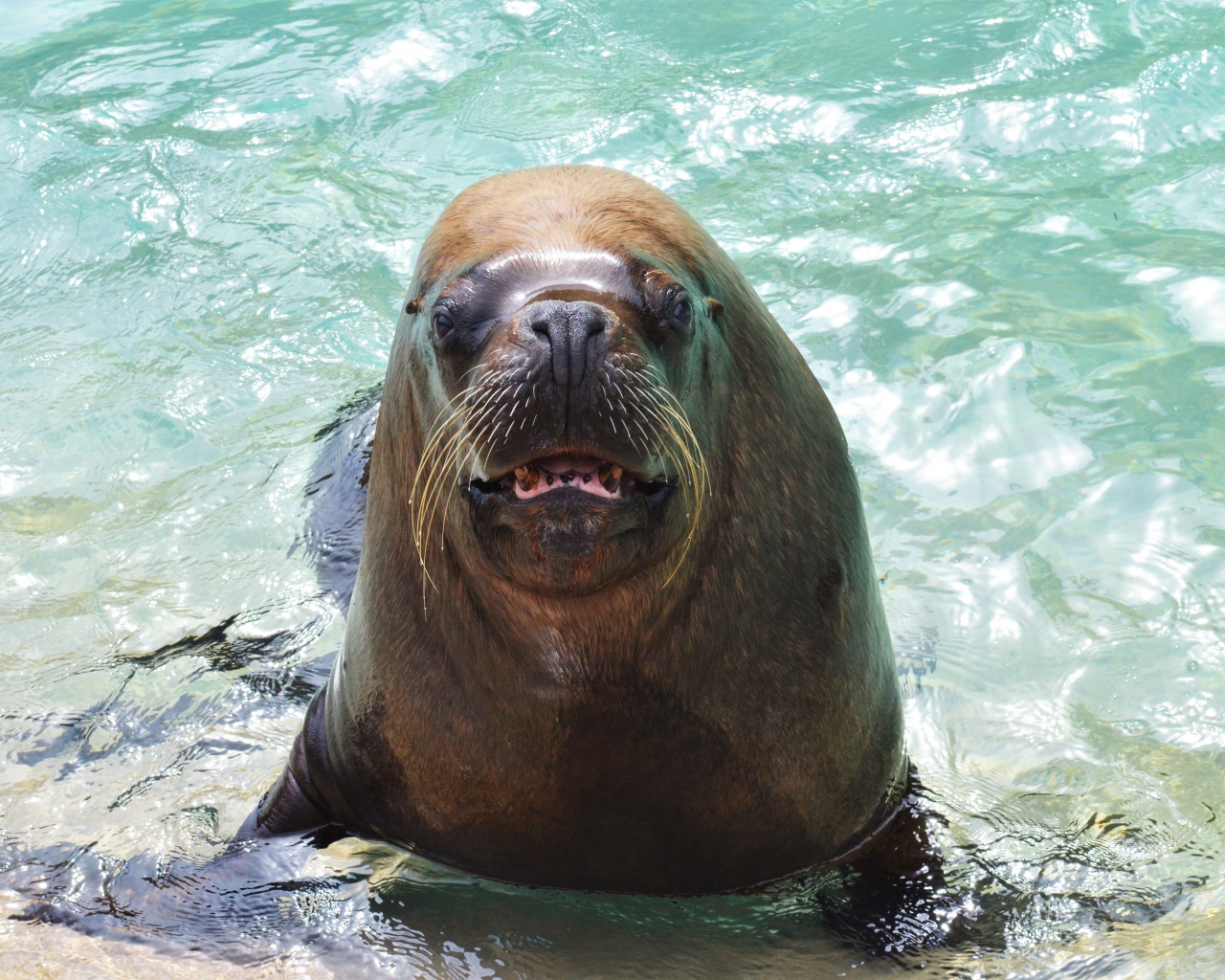 Веселый морской лев в воде 