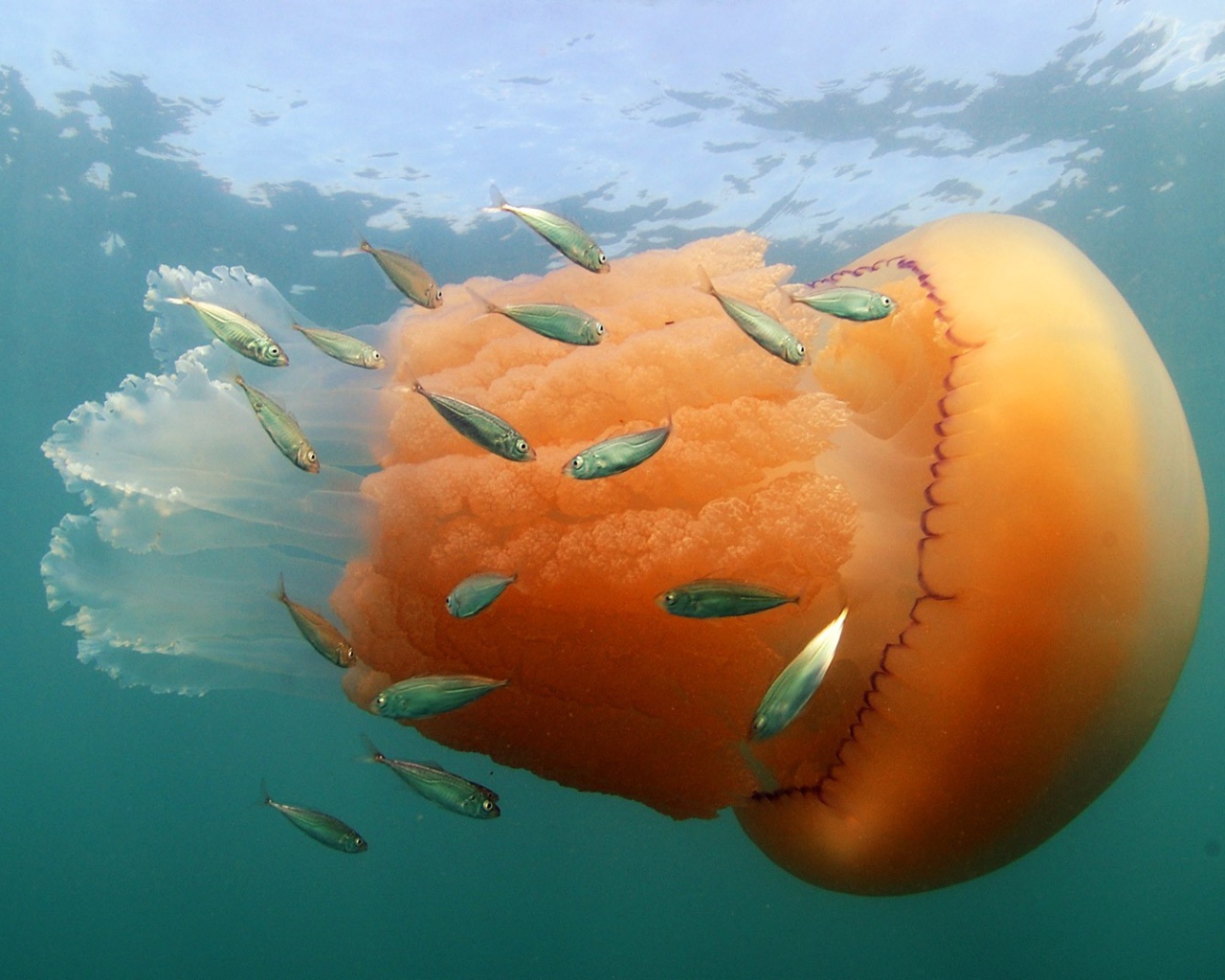 Оранжевая медуза с маленькими рыбками  