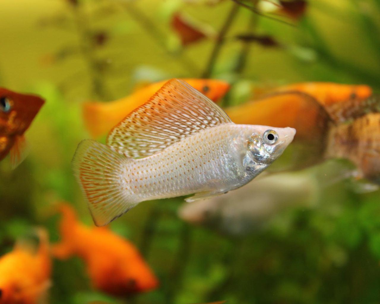 Серебристая аквариумная рыбка Моллинезия 