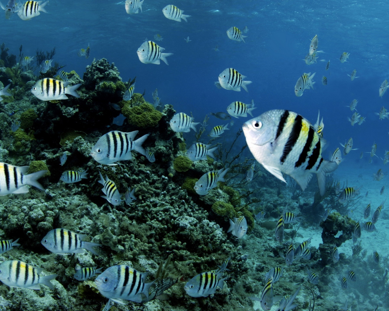 Полосатые рыбки в воде 