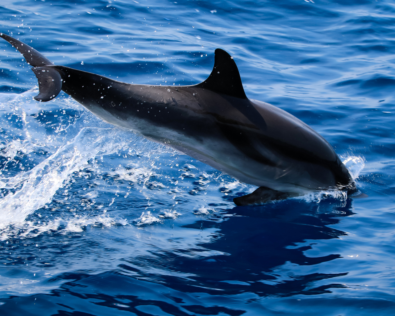 Дельфин прыгает в голубую воду