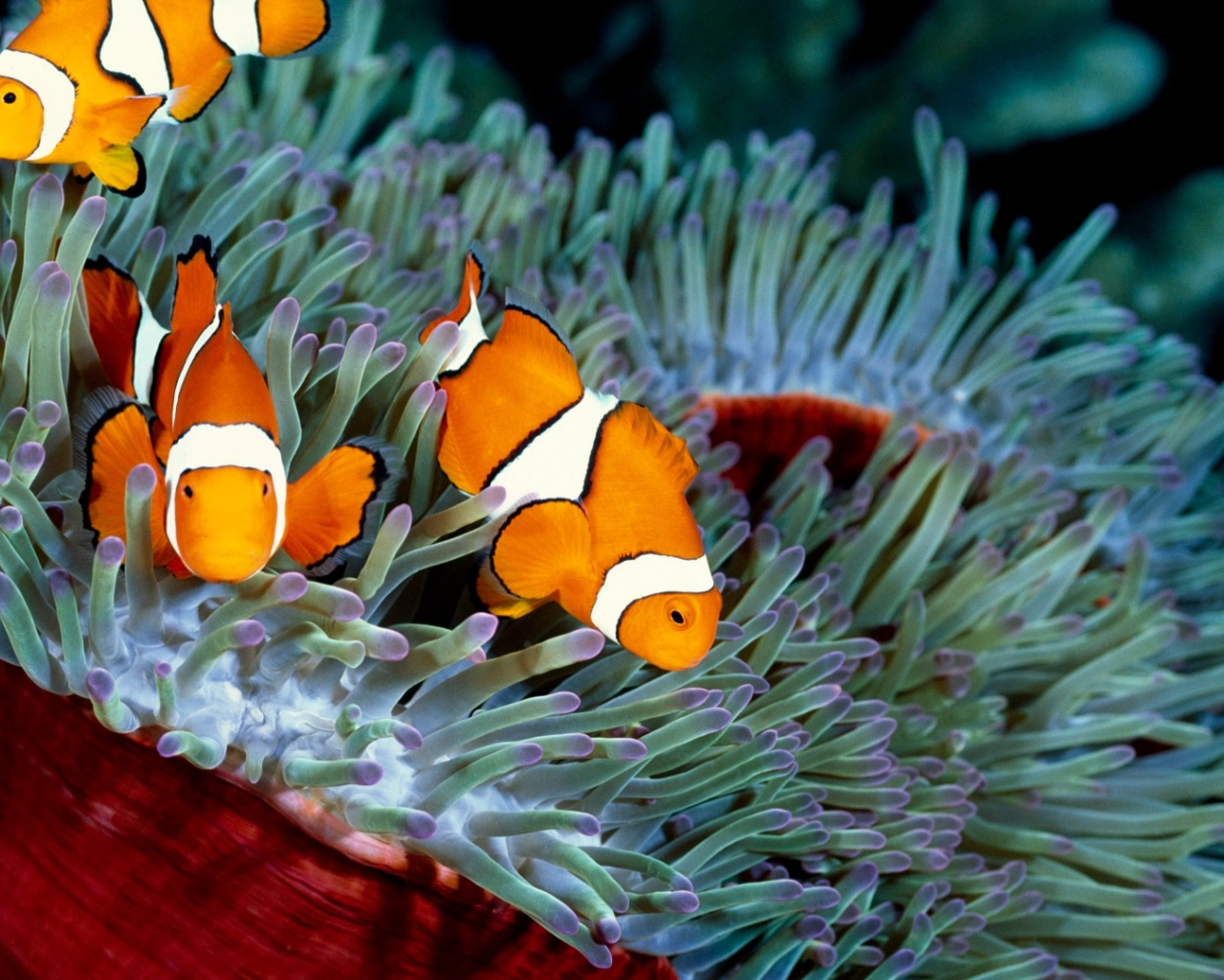 Три рыбы-клоуна в водорослях 