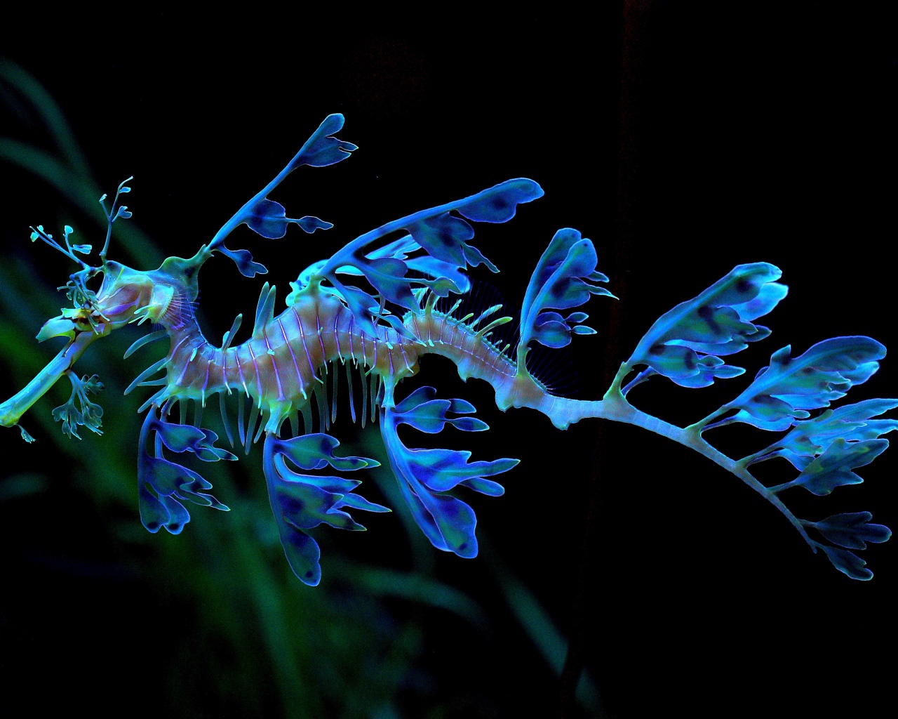 Необычный голубой Морской конёк-тряпичник 