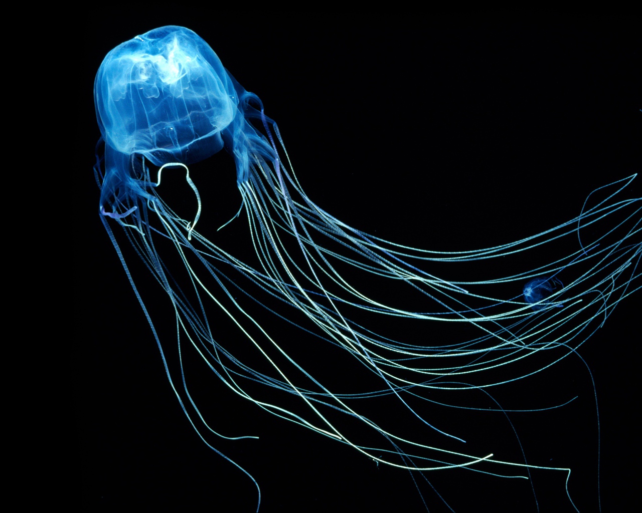 Необычная синяя Австралийская медуза на черном фоне