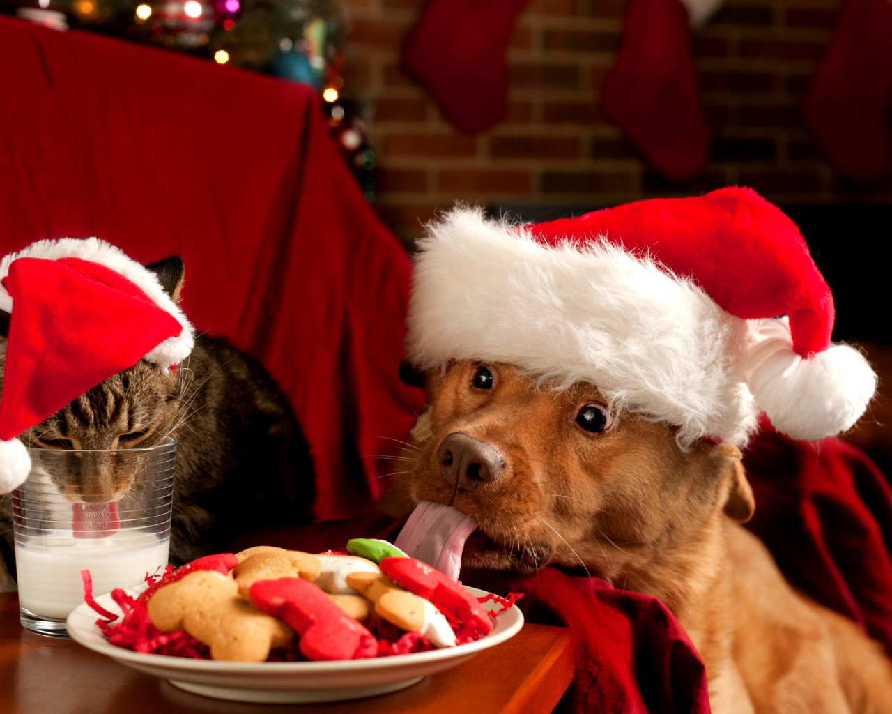Собака и кот в новогодних костюмах за праздничным столом