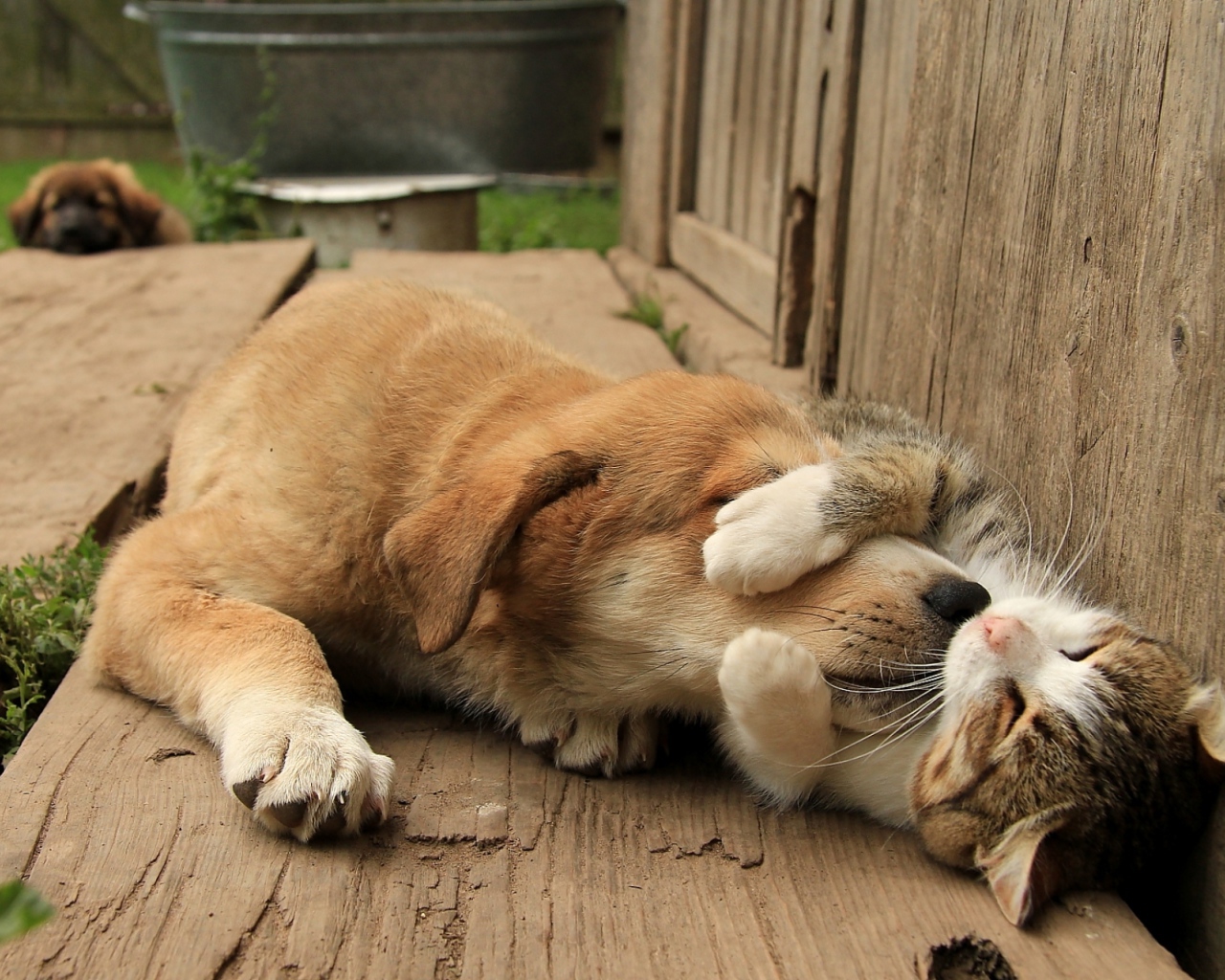 Спящий кот обнимает собаку за морду 