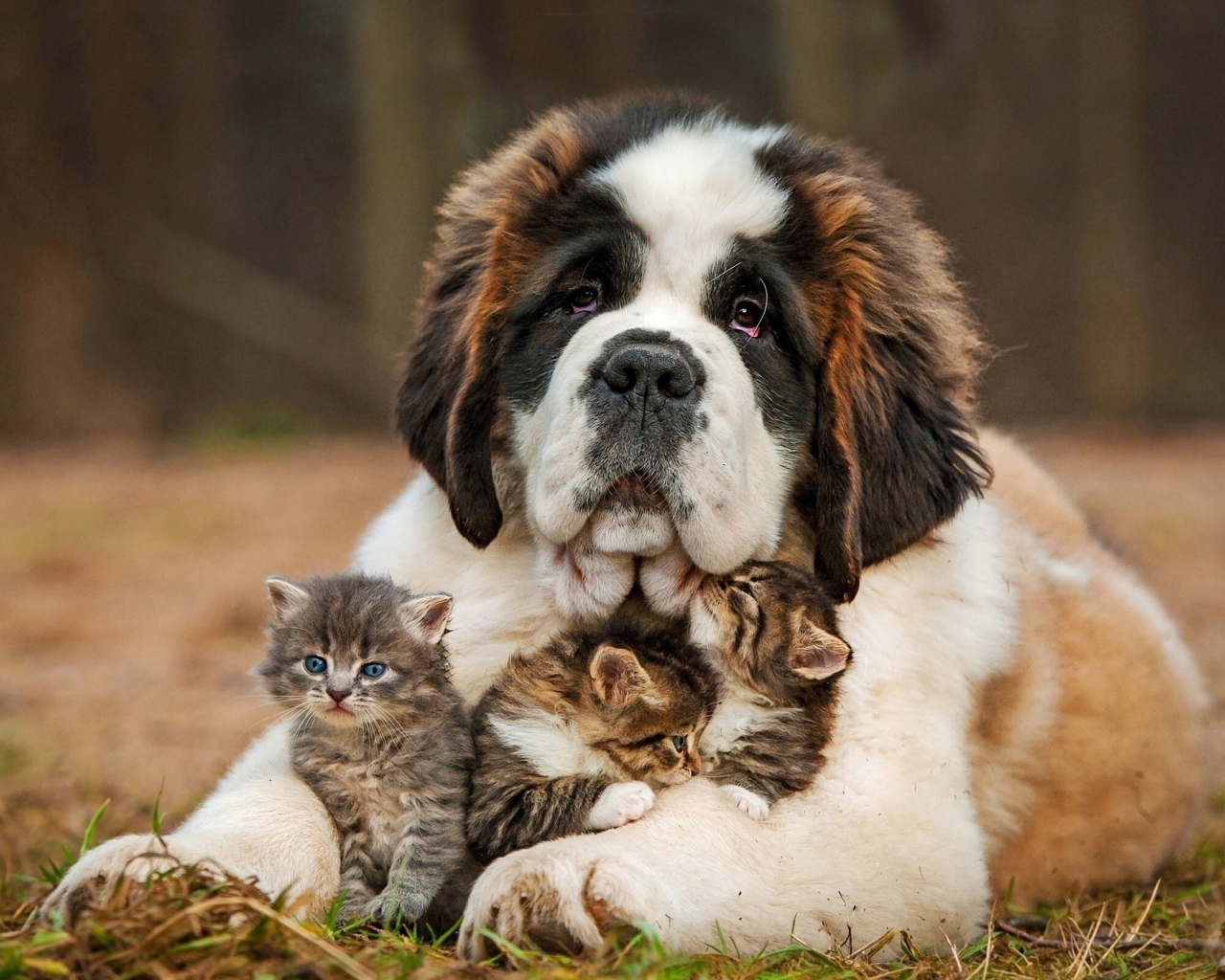 Большой сенбернар с тремя маленькими котятами