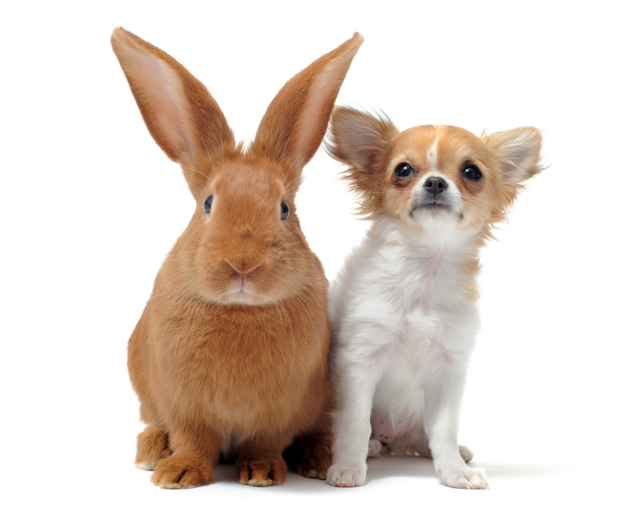 Большой рыжий кролик и чихуахуа на белом фоне