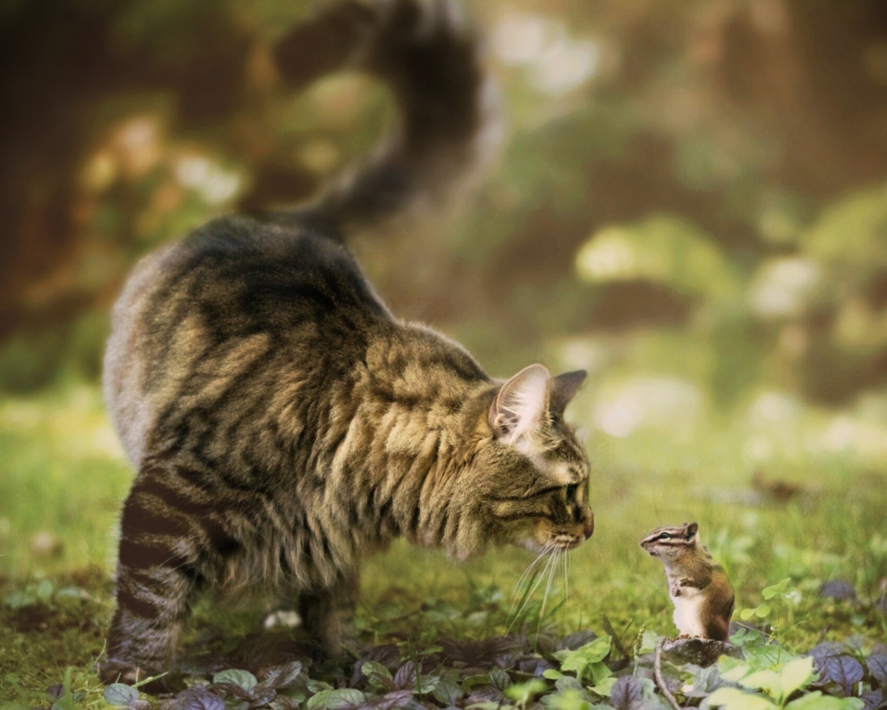 Кошка и бурундук знакомятся в саду