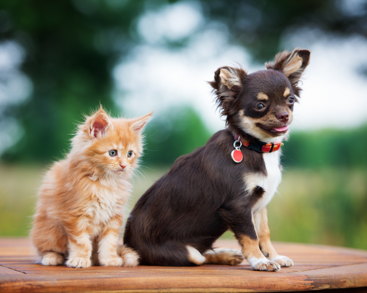 Щенок чихуахуа с маленьким рыжим котенком