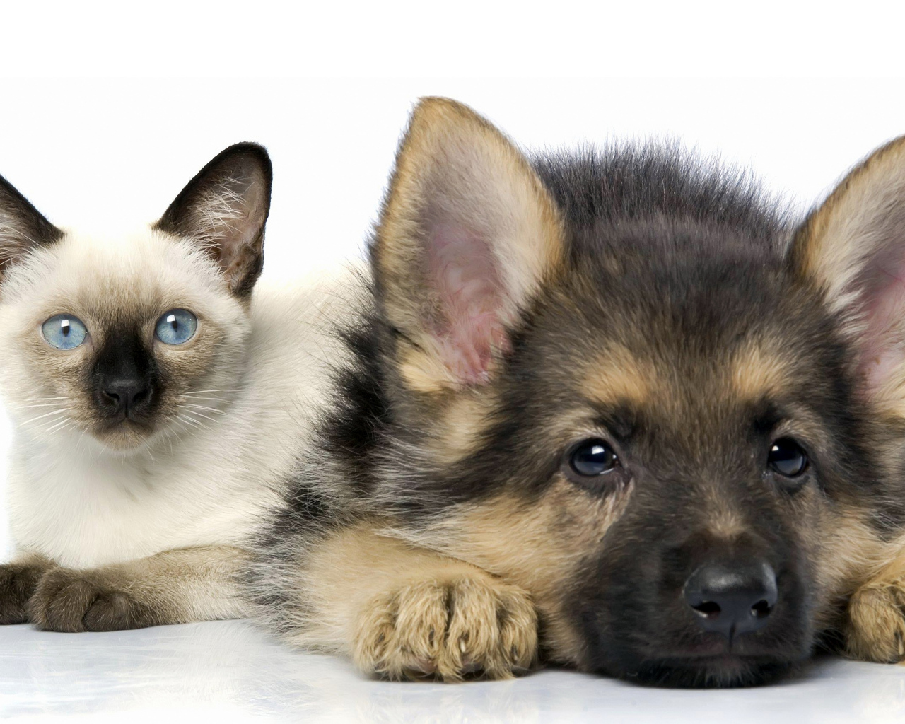 Милый голубоглазый котенок и щенок немецкой овчарки на белом фоне