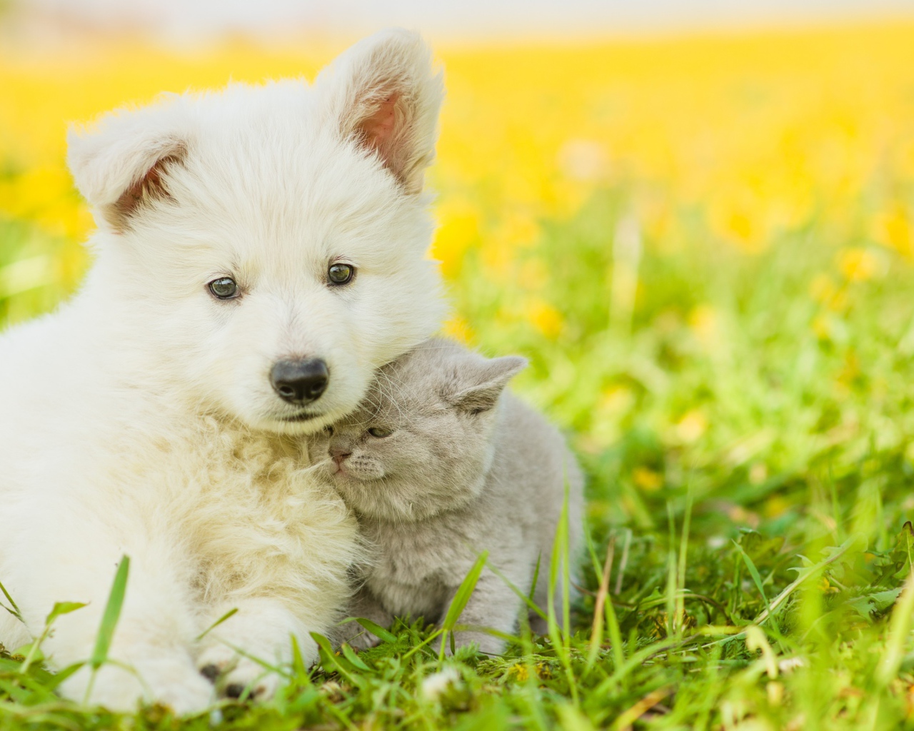 Пушистый белый щенок с серым котенком сидят на траве