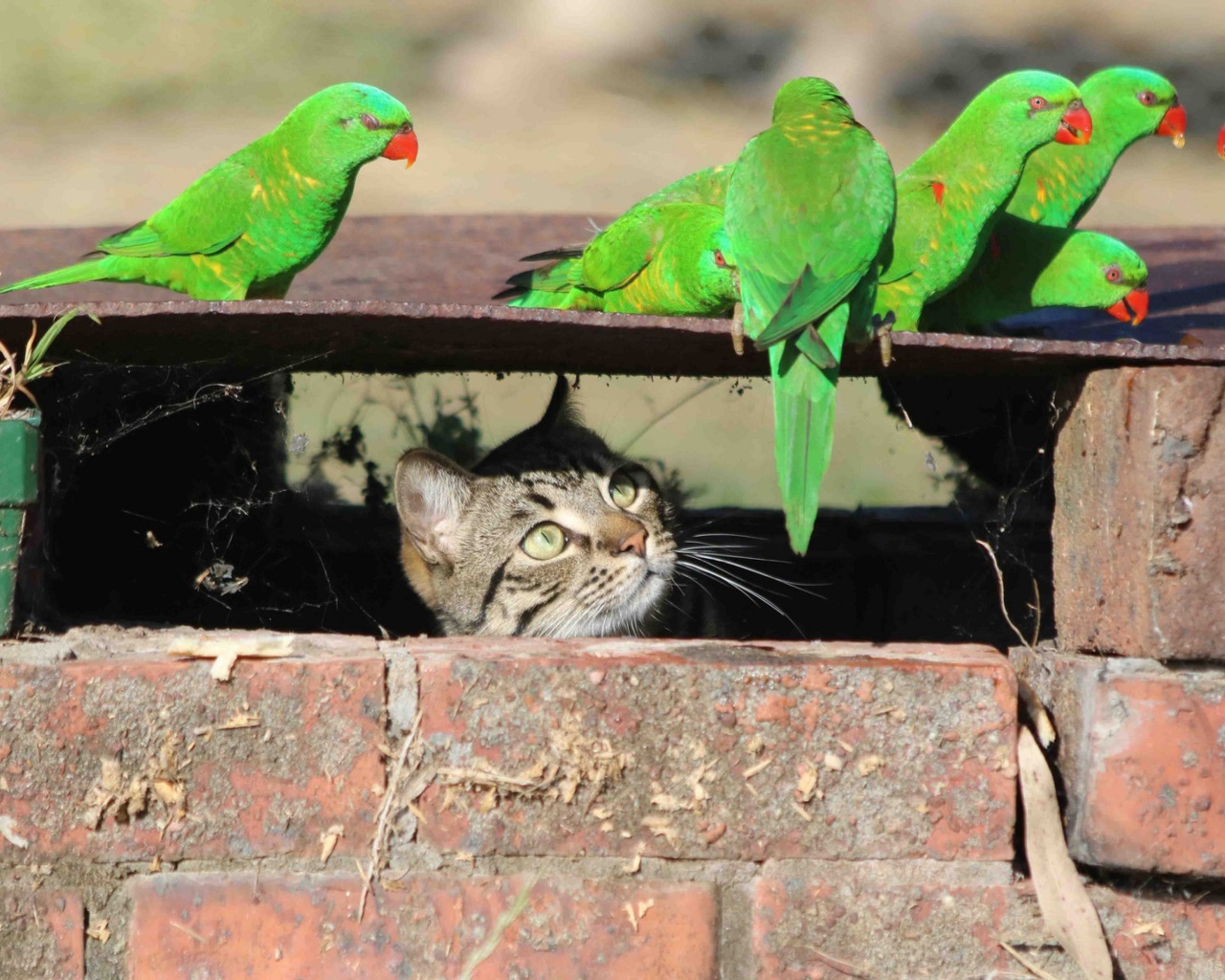Серый кот следит за зелеными попугаями