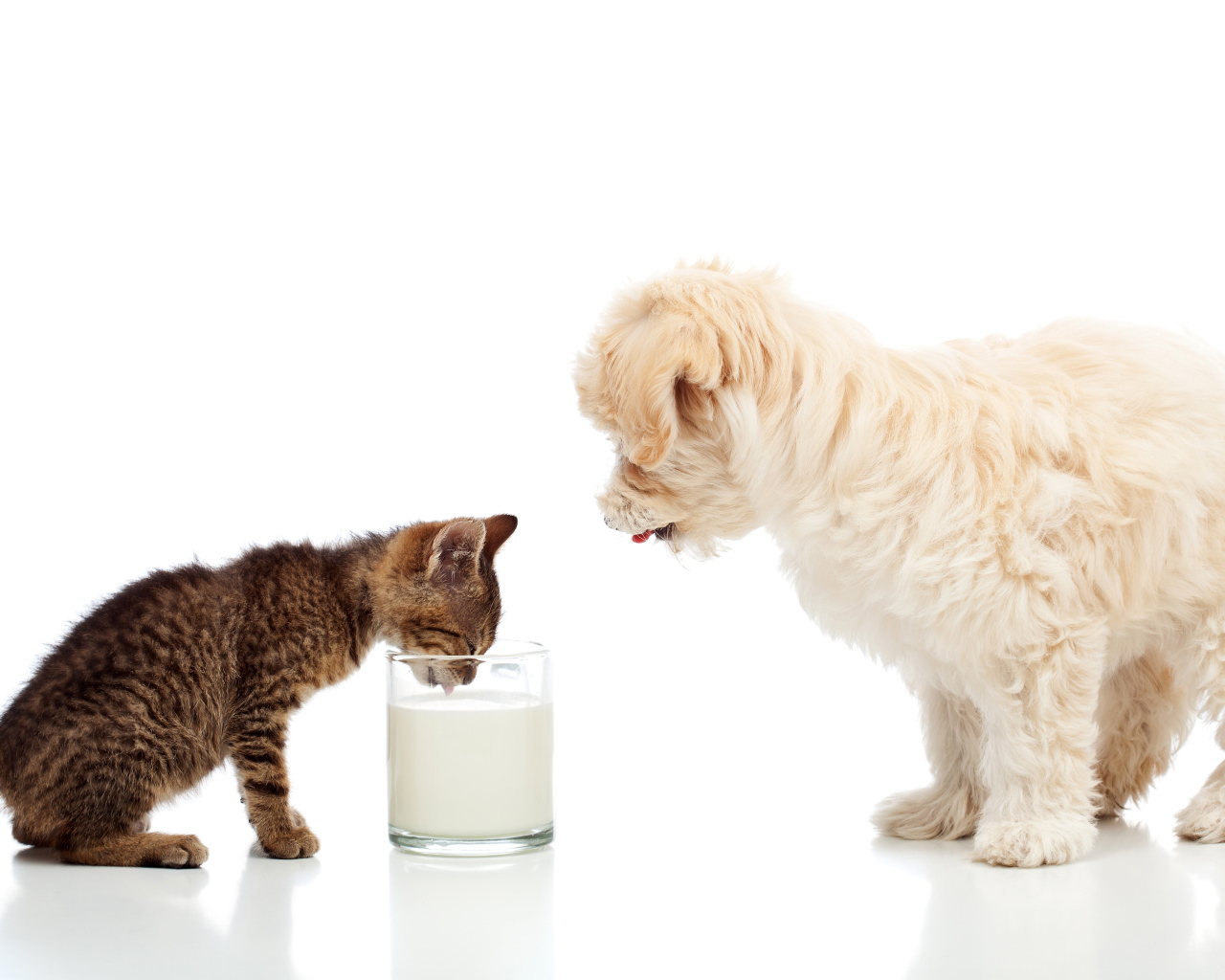 Маленькие друзья котенок и щенок пьют молоко из стакана