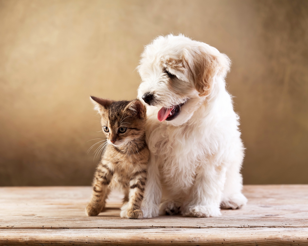 Маленькие друзья белый пушистый щенок и серый котенок