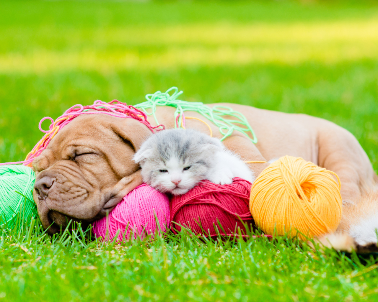 Маленький щенок и котенок спят с клубками нитей на зеленой траве