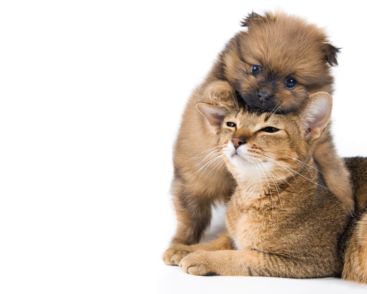 Маленький щенок играет с котом на белом фоне 