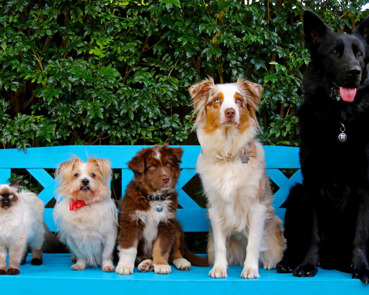 Милые собаки и кот на сидят на лавке 