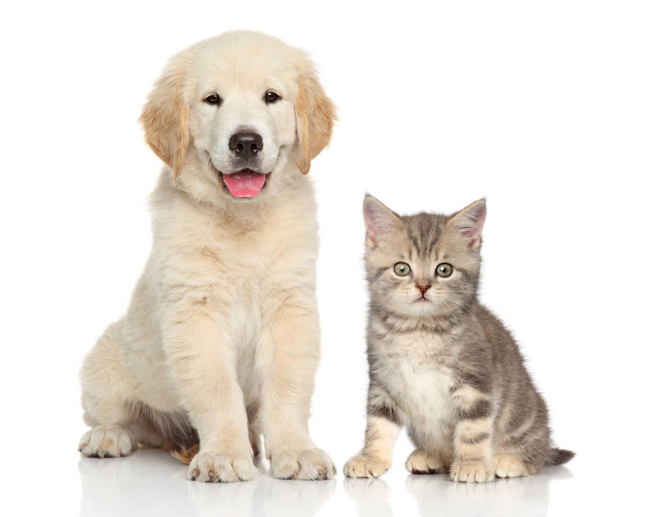 Щенок золотистого ретривера и серый котенок на белом фоне