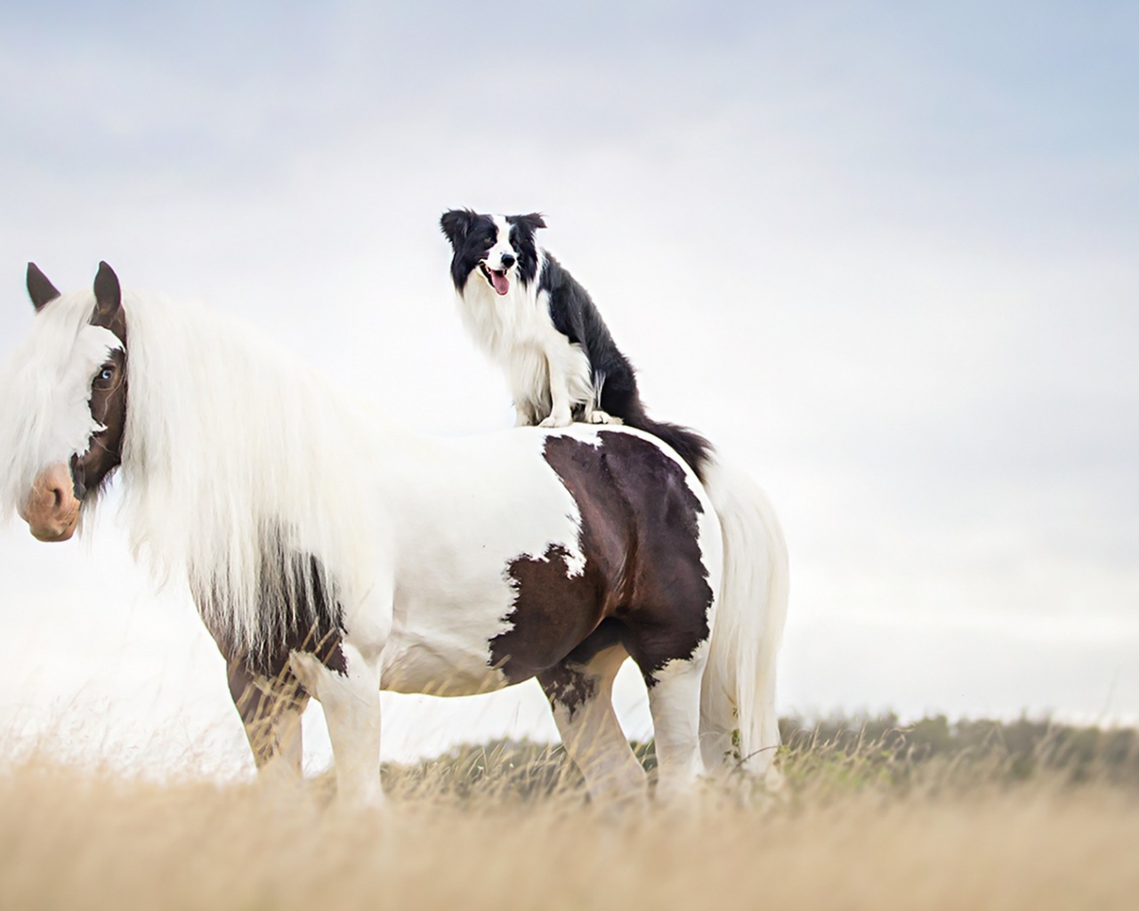Собака сидит верхом на лошади 