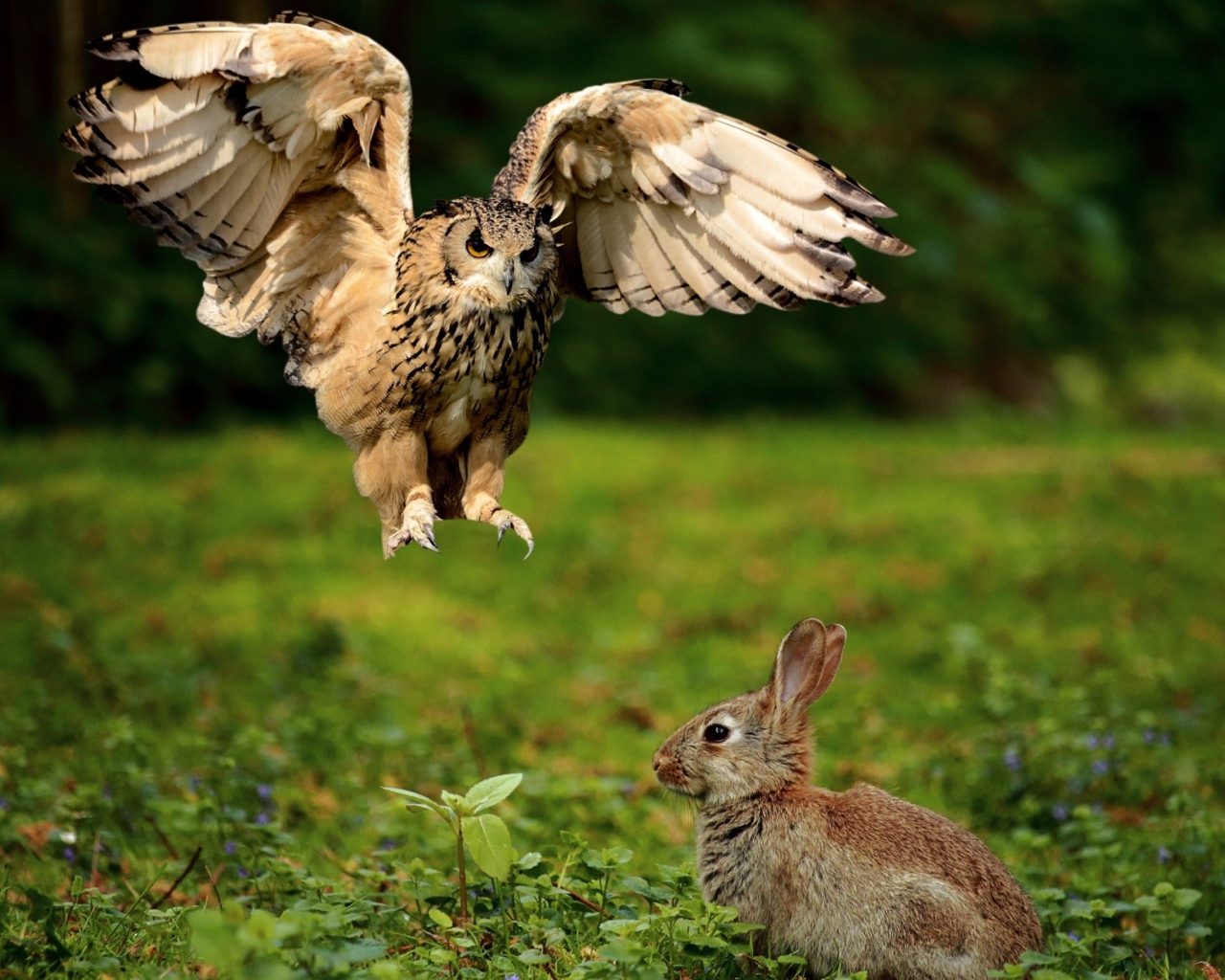 Хищная сова охотится на серого зайца