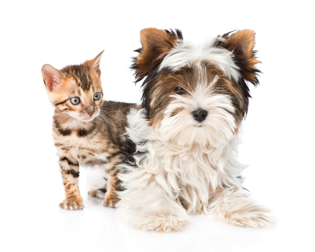Йоркширский терьер и маленький котенок на белом фоне