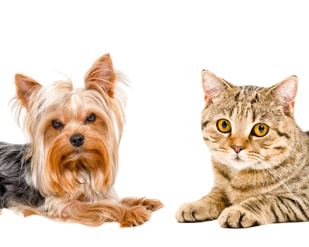 Йоркширский терьер и серый кот с желтыми глазами на белом фоне