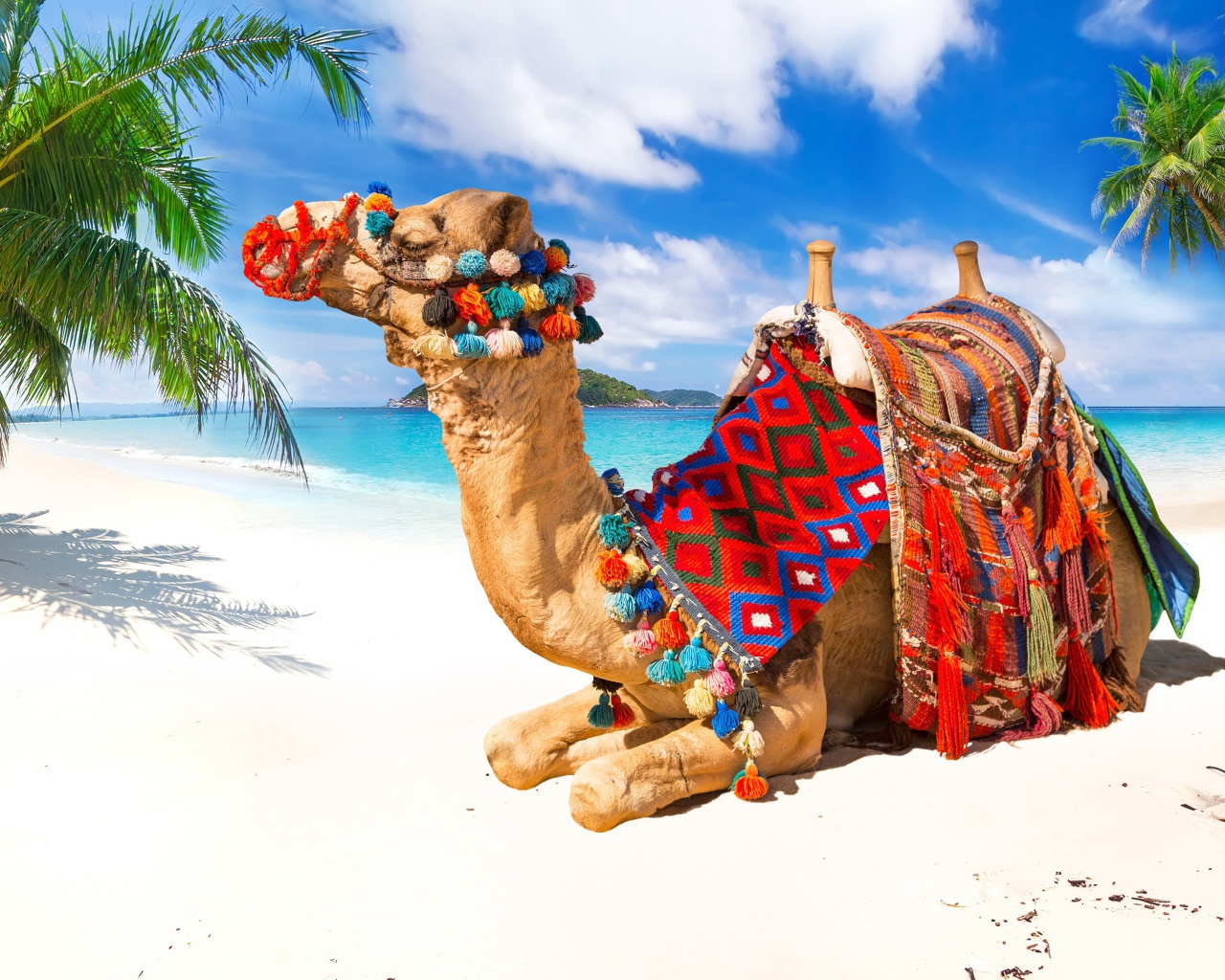Верблюд лежит на белом песке под красивым голубым небом в тропиках