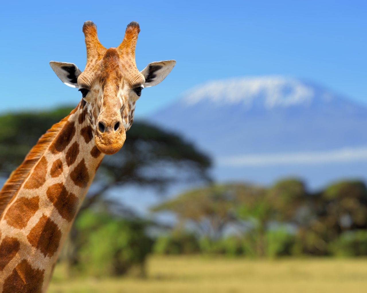 Голова жирафа крупным планом 