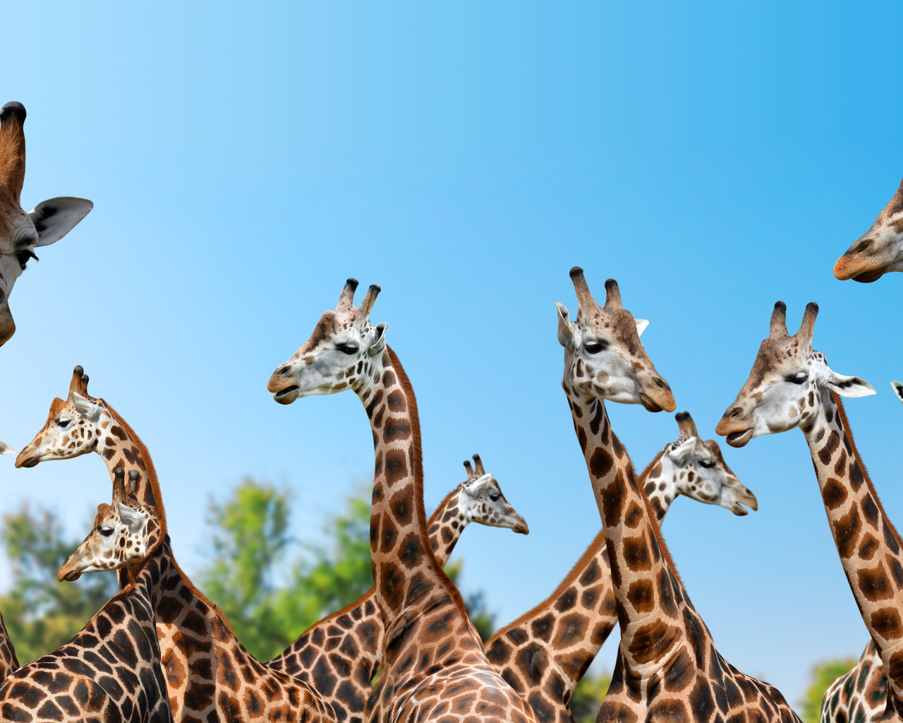 Большие жирафы на фоне голубого неба