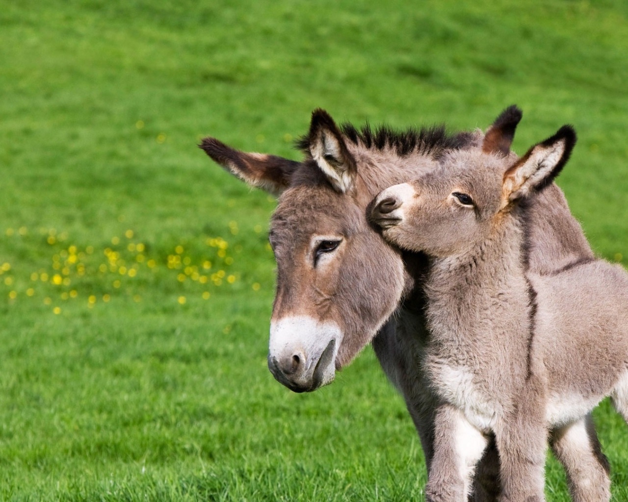 Маленький ослик с мамой на зеленой траве 