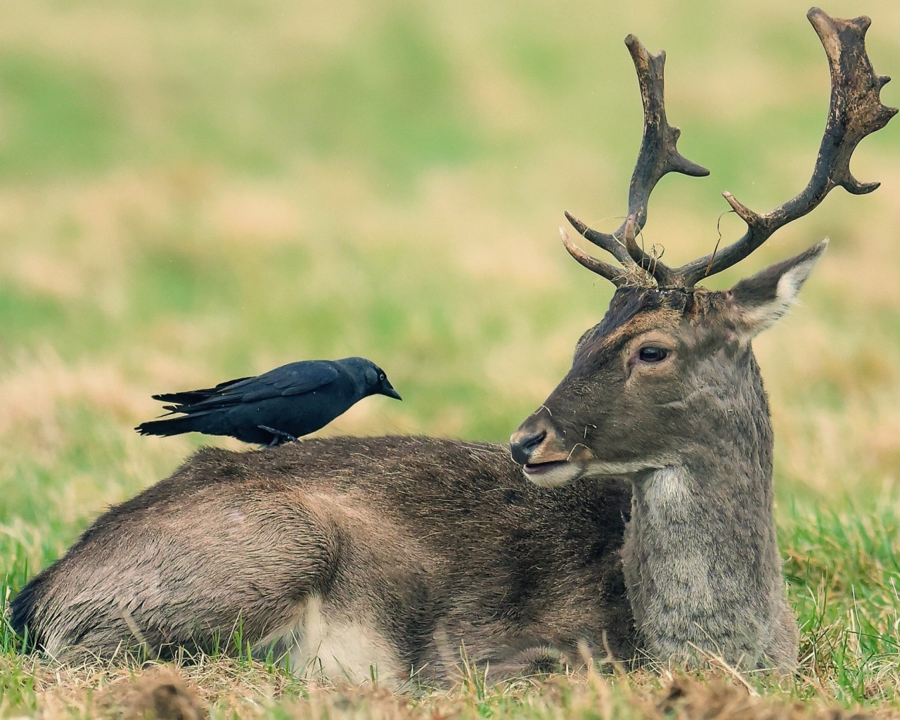 Ворон сидит на лесном олене 