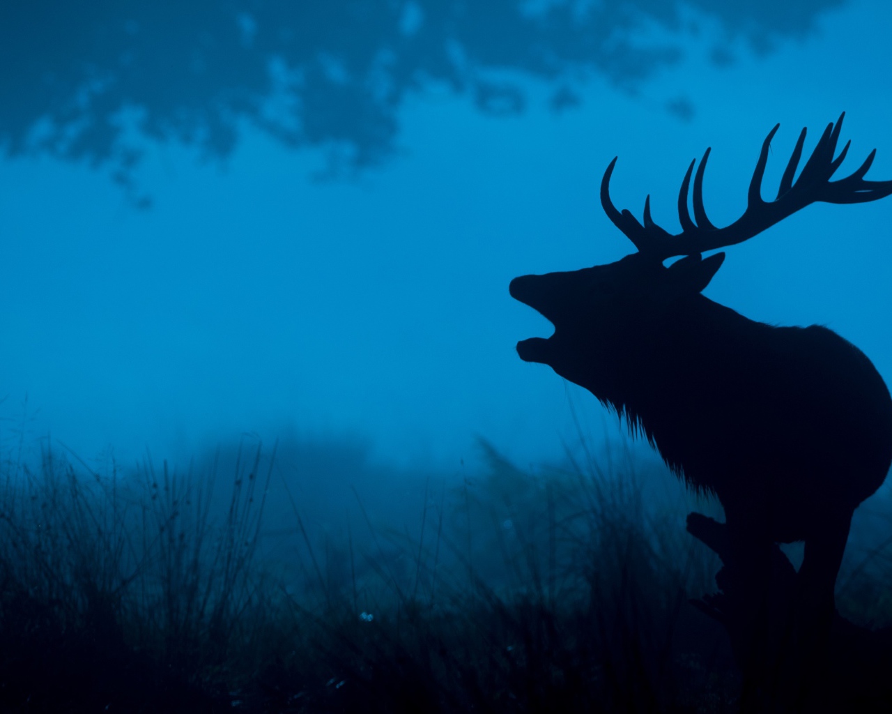 Силуэт лесного оленя 