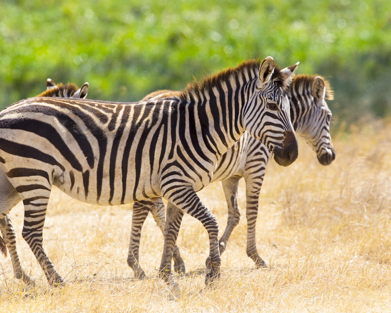 Полосатые зебры гуляют по сухой траве