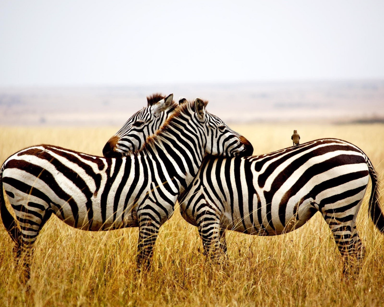 Две полосатые зебры в сухой траве 