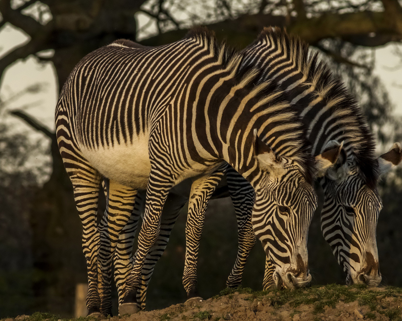 Две зебры рвут зеленую траву
