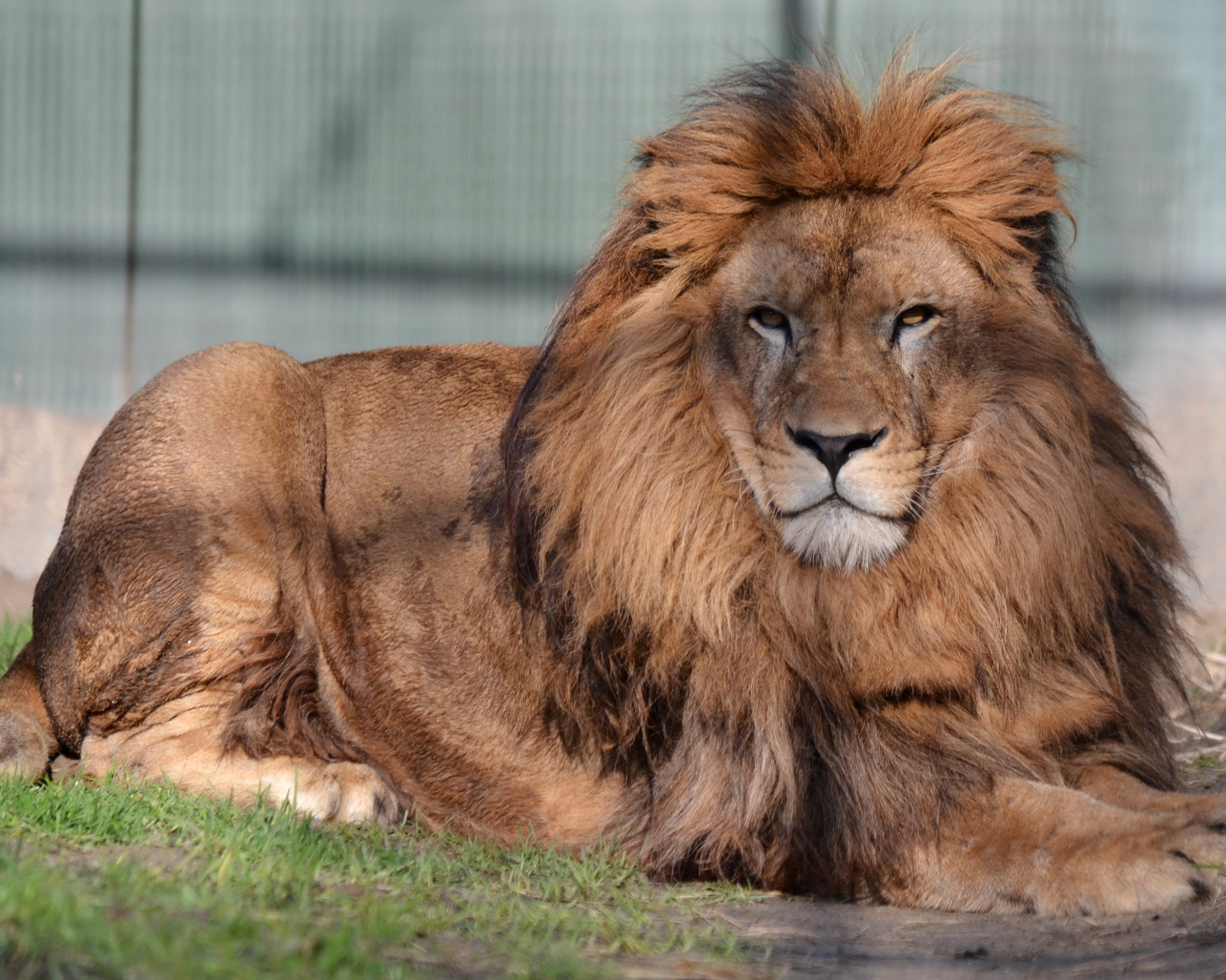 Большой лев с серьезной мордой