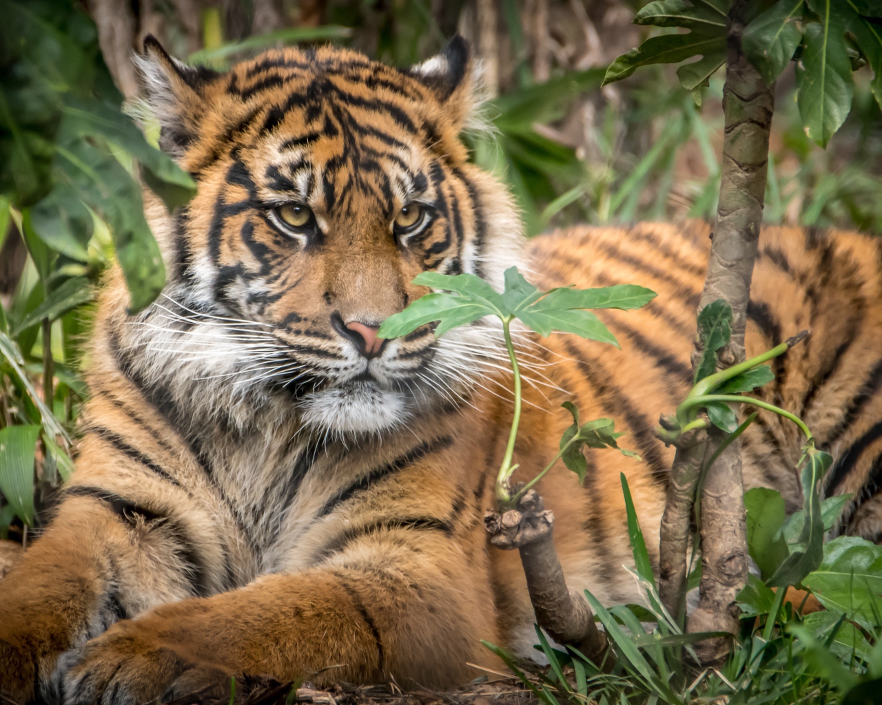 Большой бенгальский тигр лежит в зарослях