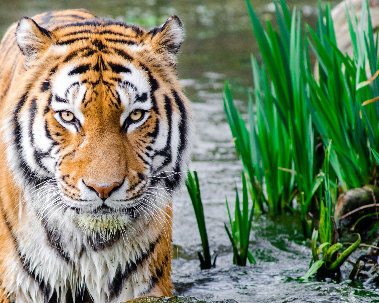 Большой бенгальский тигр идет по воде
