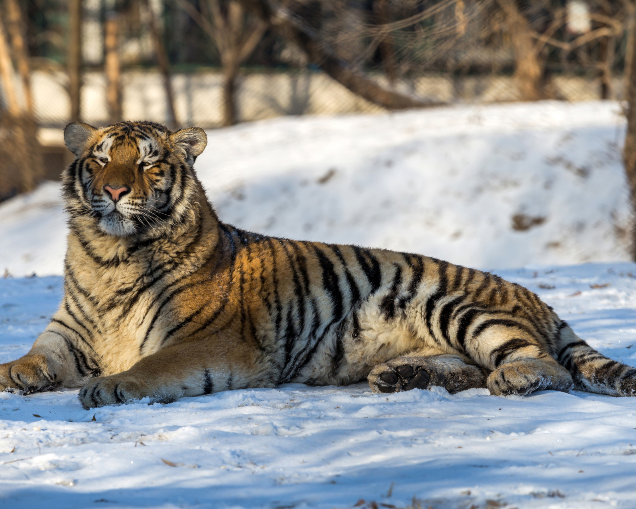 Большой грациозный тигр лежит на снегу