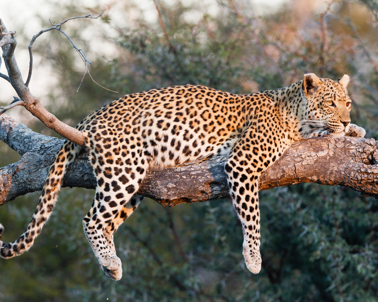 Большой леопард в лучах солнца лежит на ветке