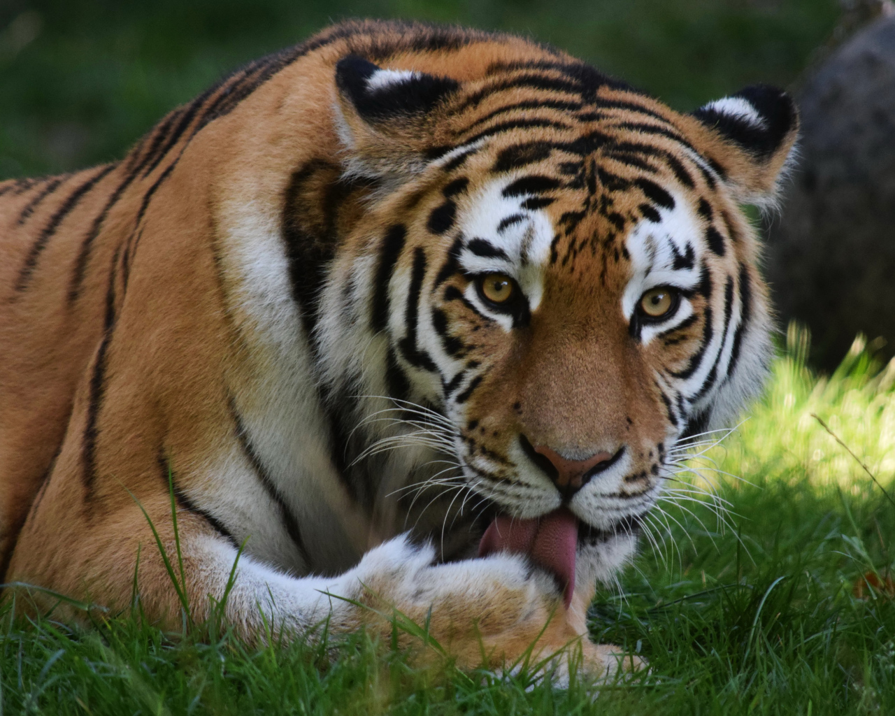 Большой тигр облизывает лапу
