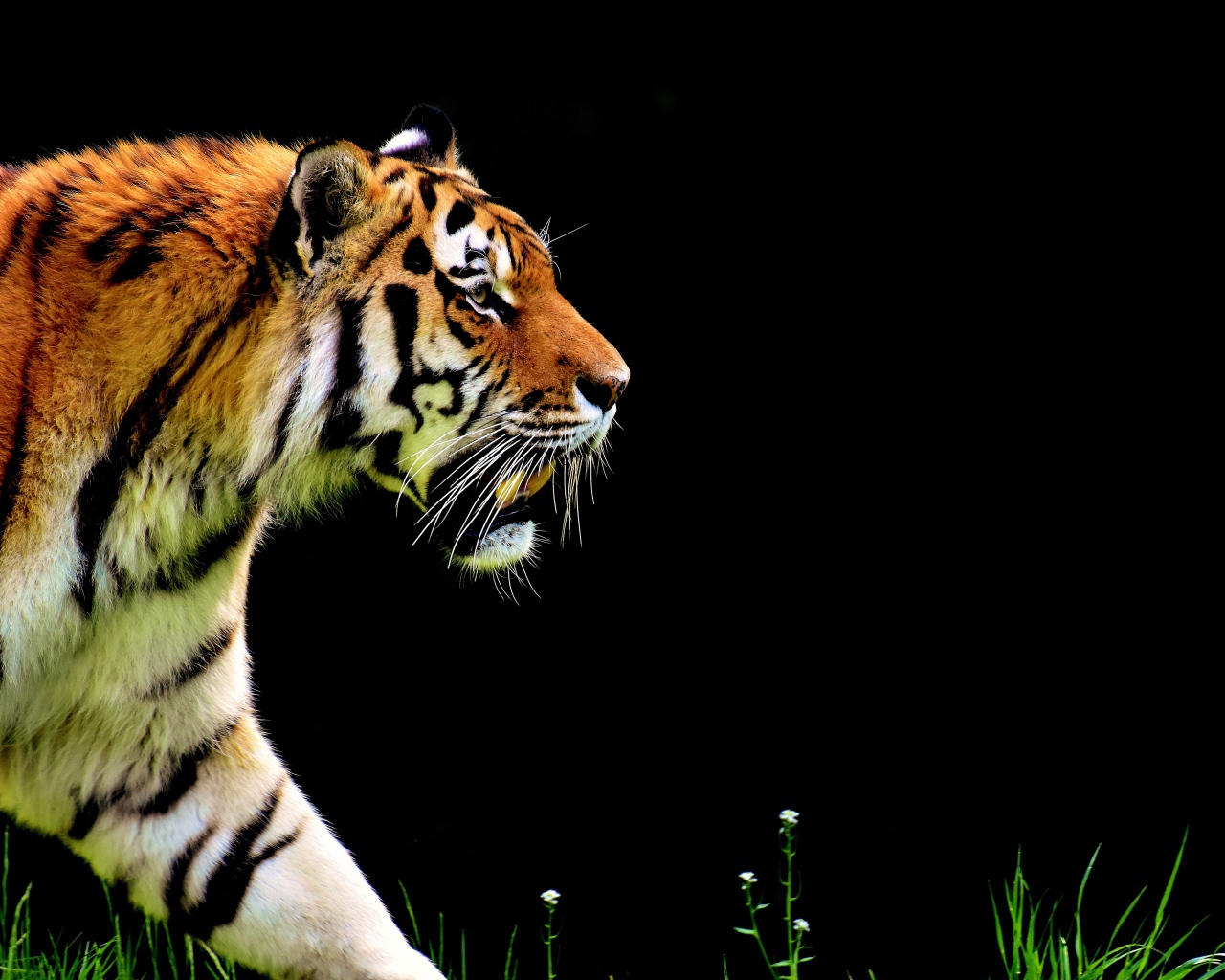 Большой тигр крадется на черном фоне