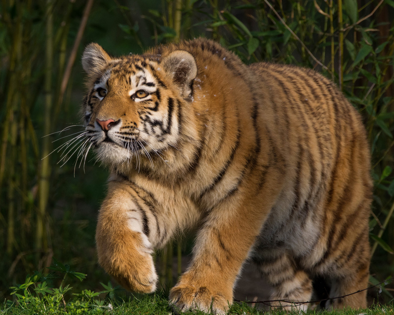 Большой тигр крадется на охоте