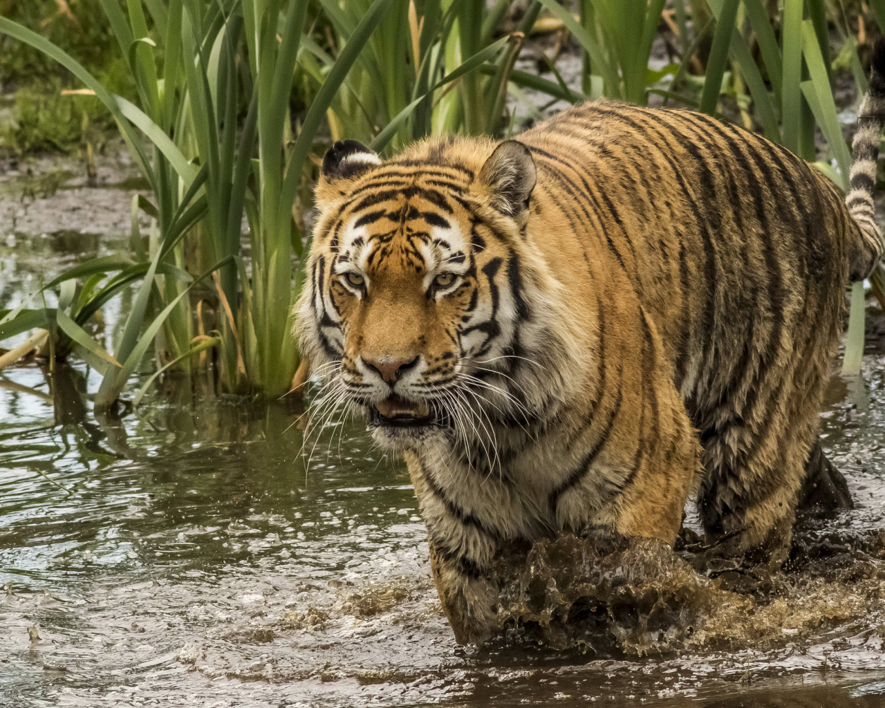 Большой тигр идет по грязной воде 
