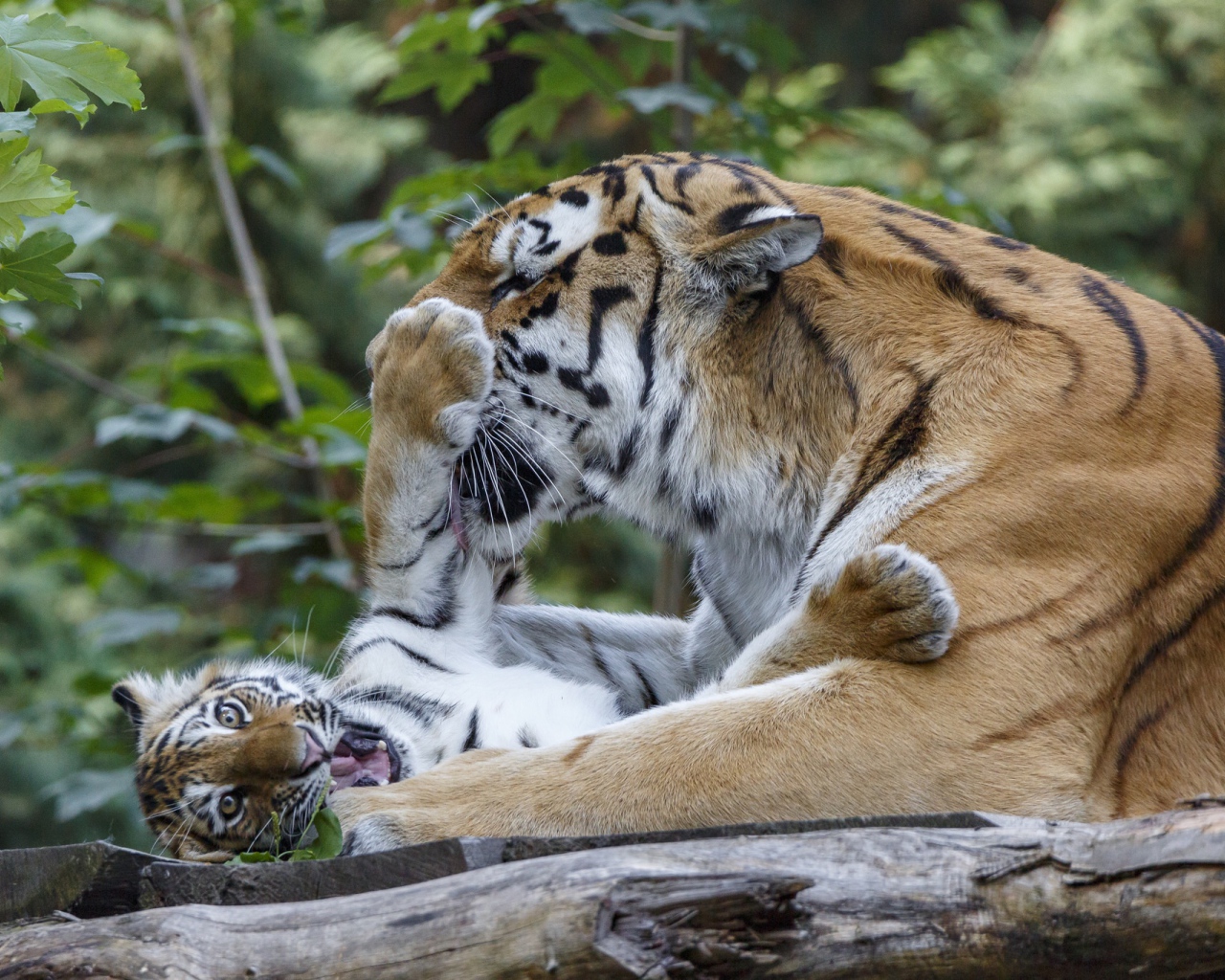 Большая тигрица играет с маленьким тигренком